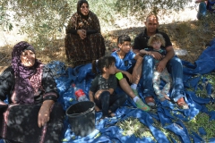 Ramassage des olives dans la famille de Bassem, Bil'in